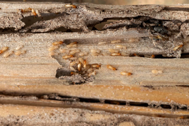 Best Rat Extermination Near Me  in Wofford Heights, CA